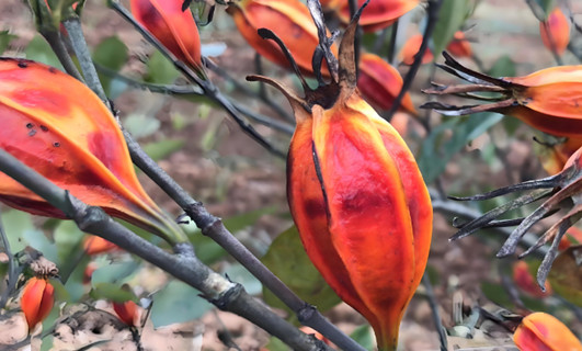 水梔子有什么功效？它的作用是什么？